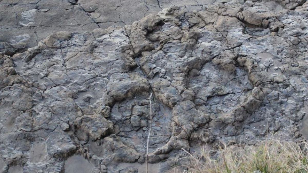 Dinosaurios en la playa de La Griega: el rastro fósil de 150 millones de años que puedes ver a pie de arena Dinosaurios en la playa de La Griega: el rastro fósil de 150 millones de años que puedes ver a pie de arena