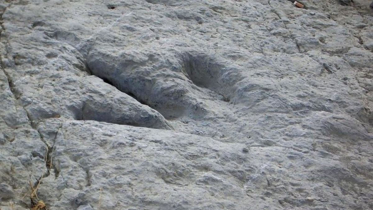 Dinosaurios en la playa de La Griega: el rastro fósil de 150 millones de años que puedes ver a pie de arena Primer plano cenital de una gran depresión fosilizada en la roca caliza de la playa de la Griega en la Sierra del Sueve, identificada como una huella de dinosaurio (icnita) de la época jurásica. La textura de la roca es rugosa y gris.