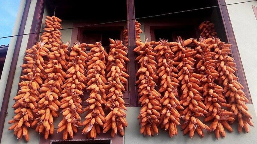 El maíz rojo que Asturias rescató del olvido: la historia de un grano legendario que vuelve a nuestras mesas