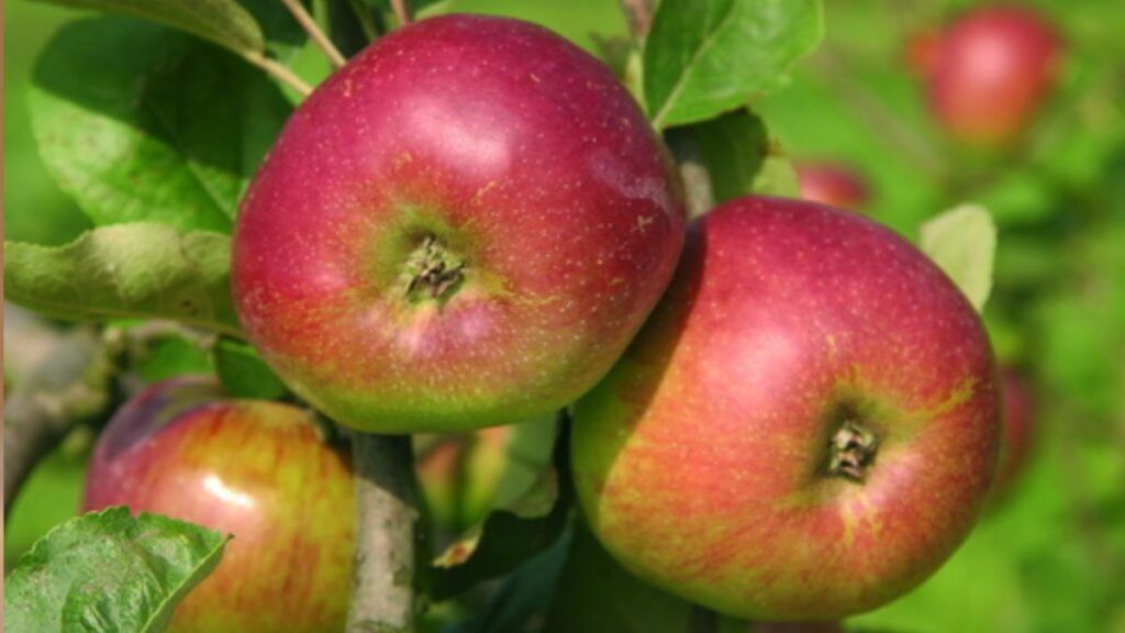 El árbol de Asturias capaz de producir cinco tipos de manzana diferentes: el antiguo secreto de los injertos que sigue vivo en las pomaradas