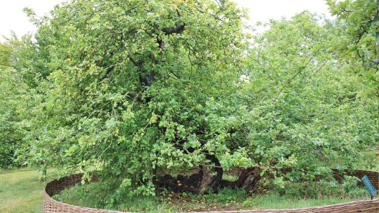 Manzano histórico de Woolsthorpe Manor, relacionado con Isaac Newton, la teoría de la gravedad y la tradición de la sidra elaborada con manzanas Redstreak.