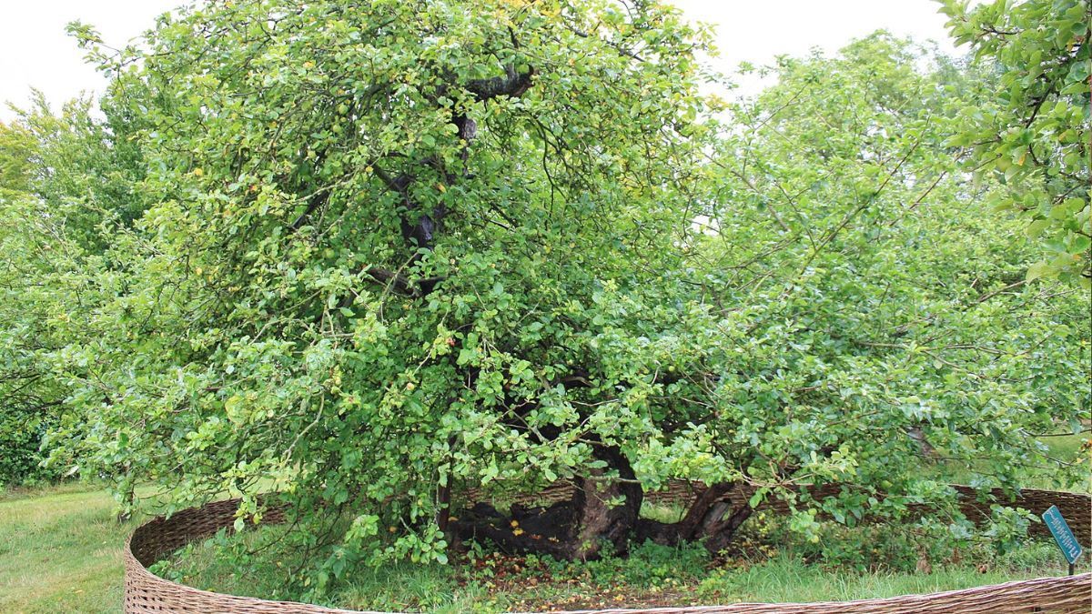 Manzano histórico de Woolsthorpe Manor, relacionado con Isaac Newton, la teoría de la gravedad y la tradición de la sidra elaborada con manzanas Redstreak.