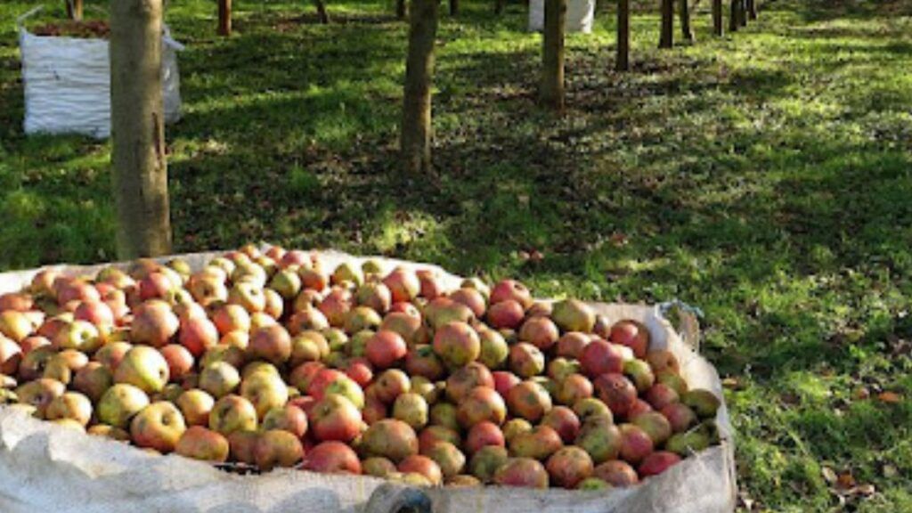 Por qué recoger manzanas en Asturias es, literalmente, lo contrario de la depresión