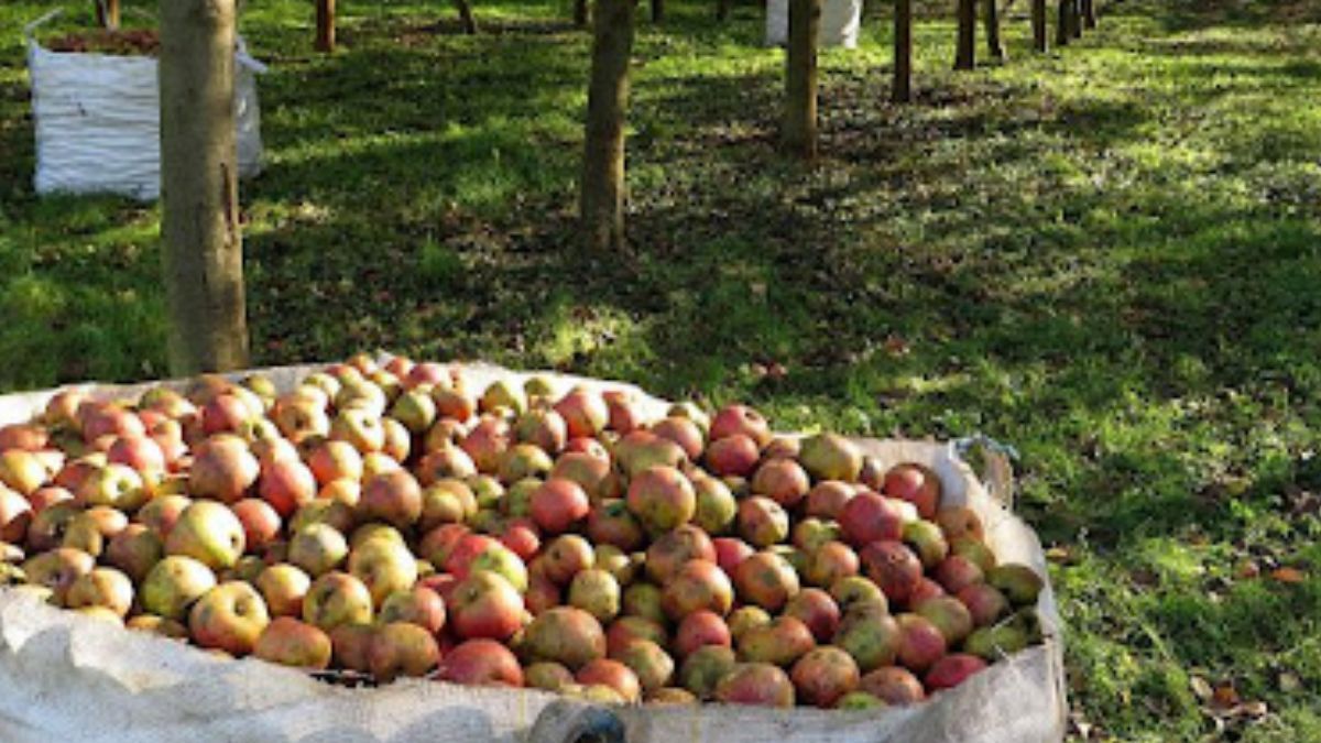 Recogida de manzanas en un manzanal de Asturias durante la temporada de la sidra, con fruta recién cosechada destinada a la elaboración de sidra natural.