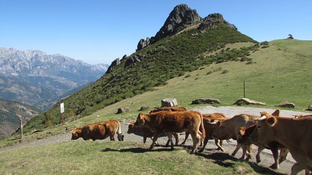 La Fiesta del Pastor: la última asamblea de pastores que todavía gobierna una montaña