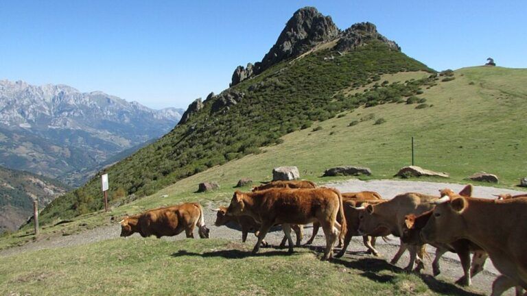 La Fiesta del Pastor: la última asamblea de pastores que todavía gobierna una montaña
