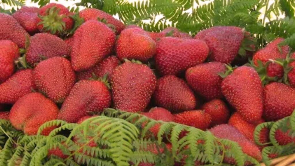 El regreso del oro rojo: Por qué la fresa de Candamo es más que una fruta