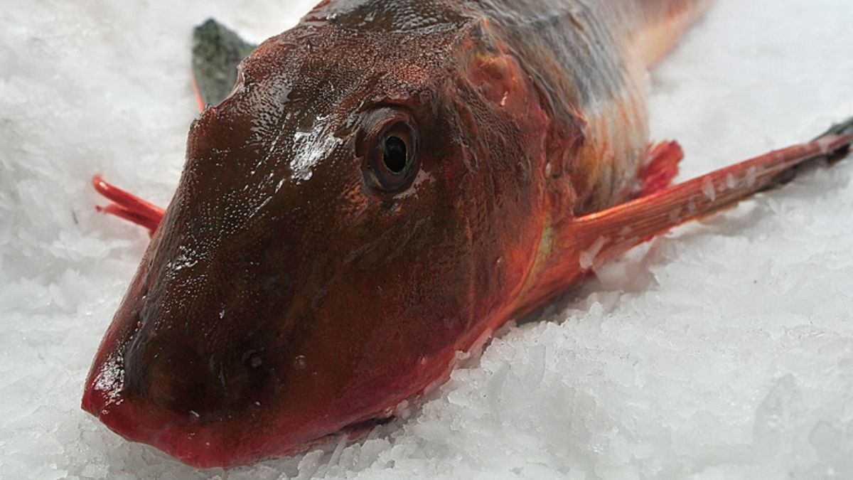 Ni nécoras, ni bogavante: guía para pedir pescado en una rula asturiana sin parecer turista. Ni nécoras, ni bogavante: guía para pedir pescado en una rula asturiana sin parecer turista.