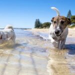Playas para perros en Asturias: guía completa de arenales y calas caninas para este verano