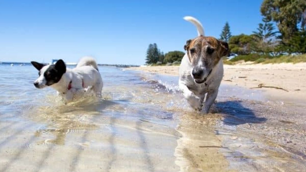 Playas para perros en Asturias: guía completa de arenales y calas caninas para este verano