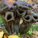 Grupo de setas Trompeta de los Muertos (Craterellus cornucopioides) con su característica forma de embudo negro creciendo entre musgo y hojas secas.