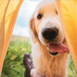 Campings que admiten perros en Asturias: guía de alojamientos pet friendly junto a la costa