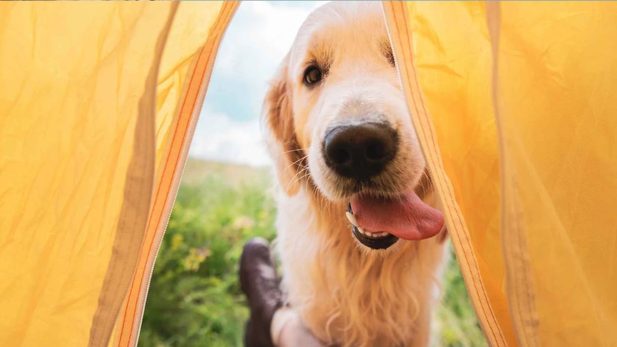Campings que admiten perros en Asturias: guía de alojamientos pet friendly junto a la costa